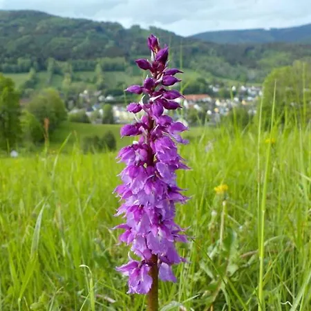 Apartmán Apartman Elka